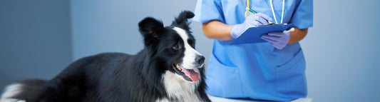 Ecografía Veterinaria, MediExpert